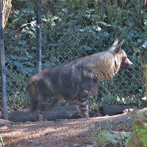 brown hyena