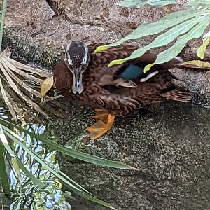 Laysan Duck