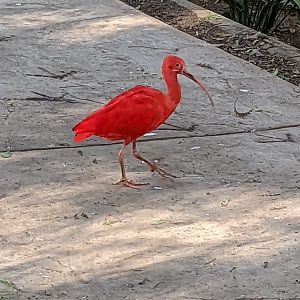 Scarlet Ibis Strolling By