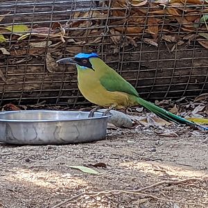 Amazonian motmot