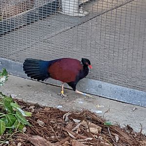 A New Resident: Green-Nape Pheasant-Pigeon