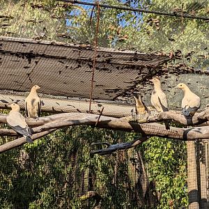 Nearly All the Zoo's Pied Imperial-Pigeons Together