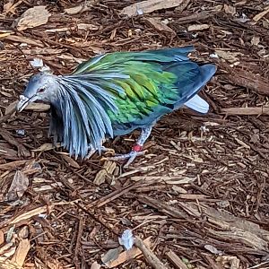 A Nicobar's Iridescence