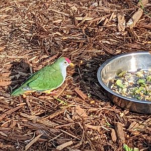 A Beautiful Fruit-Dove