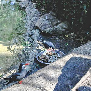 The Zoo's Inca Terns