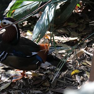 The Zoo's Mandarin Drake