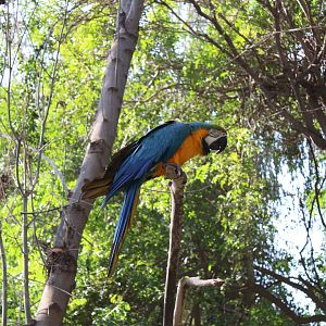 One of the Zoo's Blue and Gold Macaws