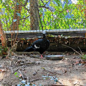 The Resident Blue-Throated Piping-Guan