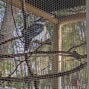 The Zoo's Laughing Kookaburras