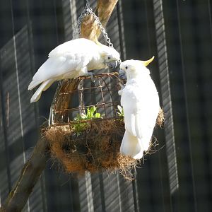 Citron crested cockatoos, March 2022