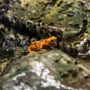 Panamanian Golden Frog