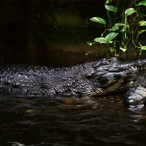 Slender-snouted Crocodile (Mecistops cataphractus)