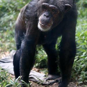 Chimpanzee