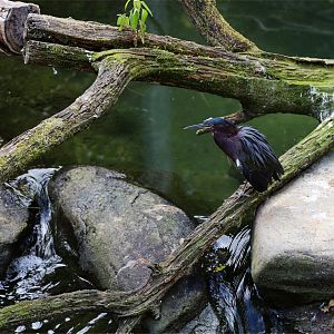 Green Heron (Butorides virescens), October 2017