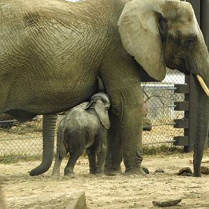 Baby African Elephant- March 21, 2022