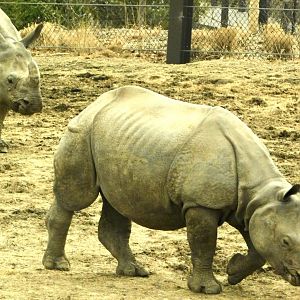 Indian Rhinoceros- March 21, 2022