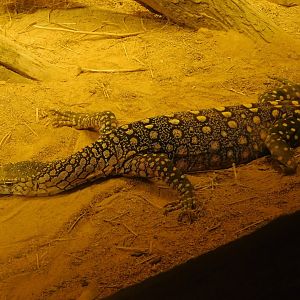 Amputated Perentie- March 21, 2022
