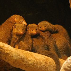 Dwarf Mongoose- March 21, 2022