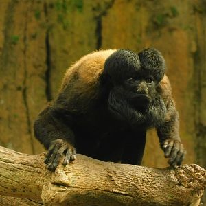 Red-Backed Bearded Saki- March 21, 2022