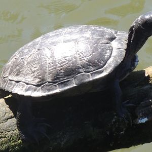 turtle species