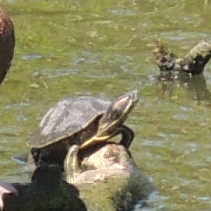 painted turtle or chicken turtle