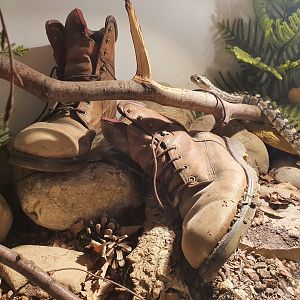 Ornate Black-tailed rattlesnake tank