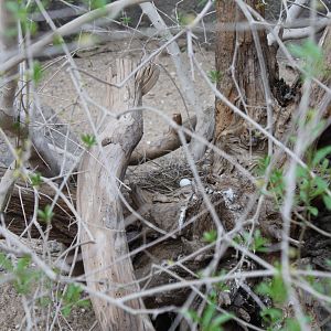 Socorro Dove nest + egg