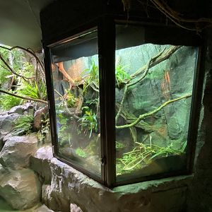 Invertebrate House - Fiji banded iguana exhibit 280222