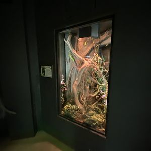 Invertebrate House - Jungle nymph exhibit 280222