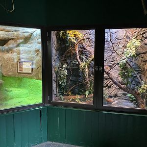 Reptile House - Eyelash viper exhibit 280222