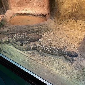 Reptile House - Rio Fuerte beaded lizards 280222