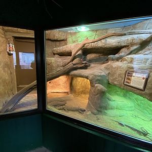 Reptile House -  Rio Fuerte beaded lizard exhibit 280222