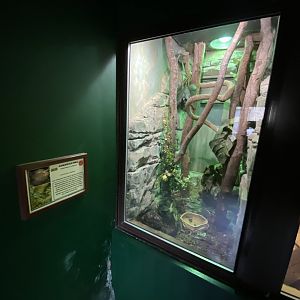 Reptile House - Jamaican boa exhibit 280222