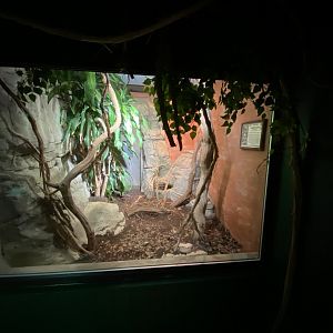 Reptile House - Western gaboon viper exhibit 280222