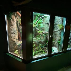 Reptile House - Green tree python exhibit 280222