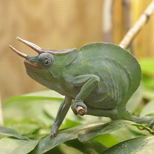 Usambara three-horned chameleon (Trioceros deremensis)