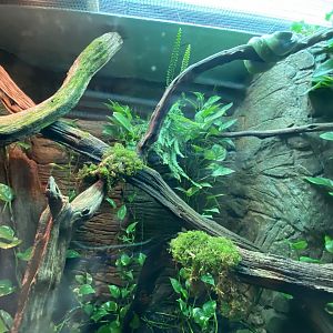 Reptile House - Green tree python exhibit 280222