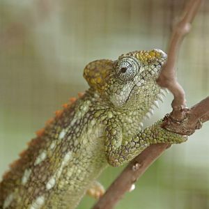von Höhnel's chameleon (Trioceros hoehnelii)