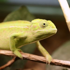 carpet chameleon (Furcifer lateralis)