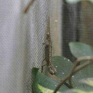 Thiel's pygmy chameleon (Brookesia thieli)