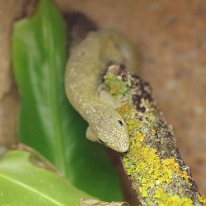 Bauer's chameleon gecko (Eurydactylodes agricolae)