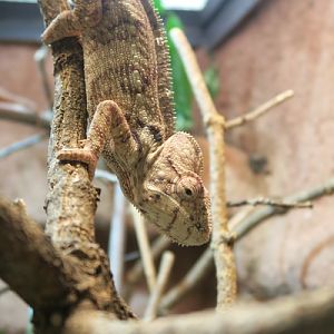 Malagasy giant chameleon (Furcifer oustaleti)