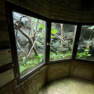 Reptile House - Fiji banded iguana exhibit 280222