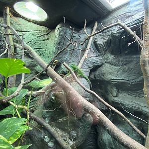 Reptile House - Fiji banded iguana exhibit 280222