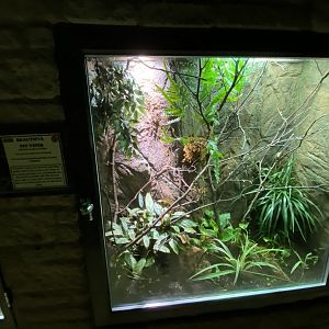Reptile House - Beautiful pitviper exhibit 280222