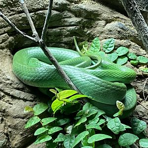 Reptile House - Rhinoceros ratsnake 280222