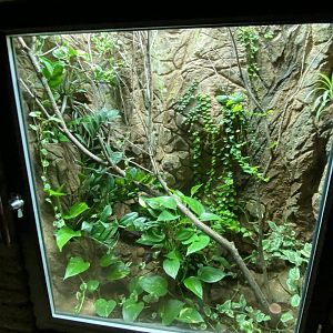 Reptile House - Rhinoceros ratsnake exhibit 280222