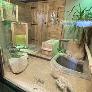 Reptile House - Common chuckwalla and Blue spiny lizard exhibit 280222