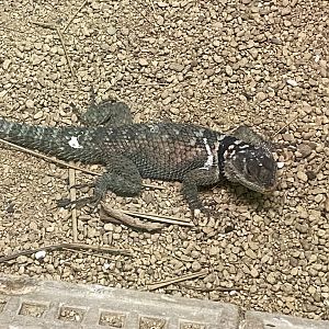 Reptile House - Blue spiny lizard 280222