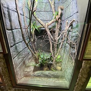 Reptile House - Emerald skink exhibit 280222